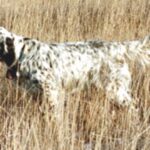Engelsk Setter