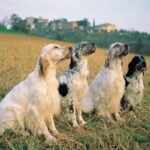 Engelsk Setter