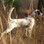 Engelsk Setter