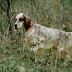 Engelsk Setter
