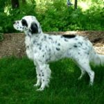 Engelsk Setter