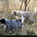 Engelsk Setter