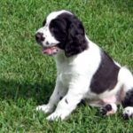 Engelsk Springer Spaniel