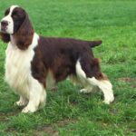Engelsk Springer Spaniel