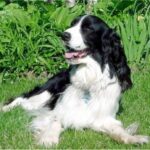 Engelsk Springer Spaniel