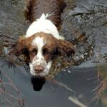 Engelsk Springer Spaniel