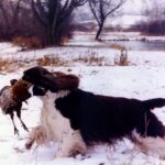 Engelsk Springer Spaniel