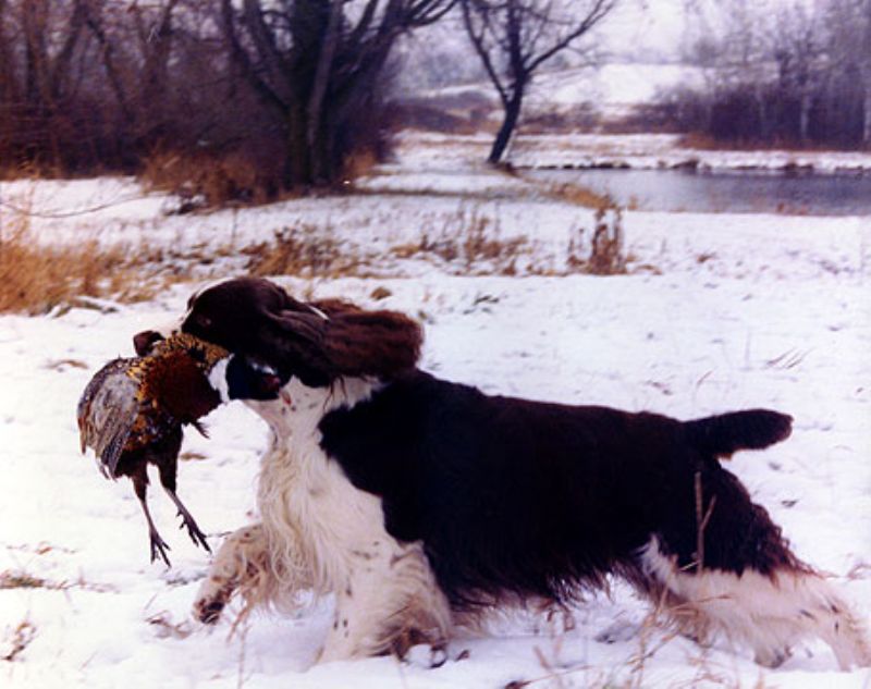 Engelsk Springer Spaniel