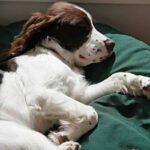 Engelsk Springer Spaniel