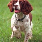Engelsk Springer Spaniel