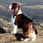 Engelsk Springer Spaniel