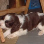 Engelsk Springer Spaniel