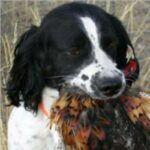 Engelsk Springer Spaniel