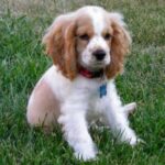 Engelsk Springer Spaniel