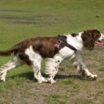 Engelsk Springer Spaniel