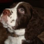 Engelsk Springer Spaniel