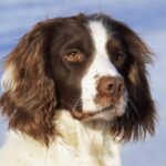 Engelsk Springer Spaniel
