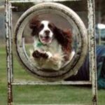 Engelsk Springer Spaniel