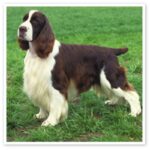 Engelsk Springer Spaniel