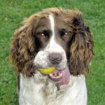 Engelsk Springer Spaniel