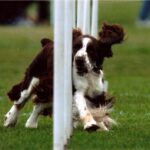 Engelsk Springer Spaniel