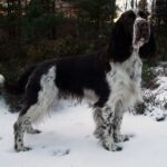 Engelsk Springer Spaniel