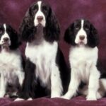 Engelsk Springer Spaniel