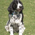 Engelsk Springer Spaniel