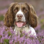 Engelsk Springer Spaniel