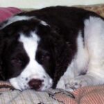Engelsk Springer Spaniel