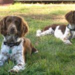 Engelsk Springer Spaniel