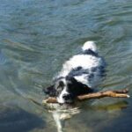 Engelsk Springer Spaniel