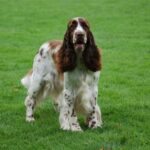 Engelsk Springer Spaniel