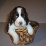 Engelsk Springer Spaniel