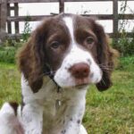 Engelsk Springer Spaniel