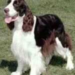 Engelsk Springer Spaniel