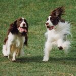 Engelsk Springer Spaniel
