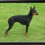 Engelsk Toy Terrier