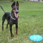 Engelsk Toy Terrier