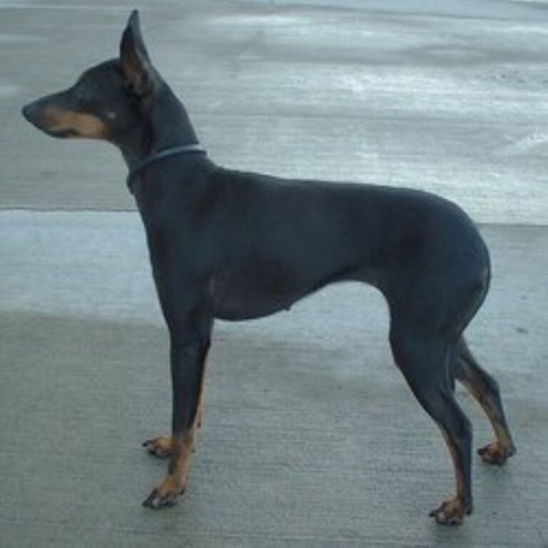 Engelsk Toy Terrier