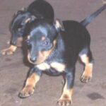 Engelsk Toy Terrier