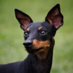Engelsk Toy Terrier