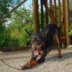 Engelsk Toy Terrier