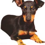 Engelsk Toy Terrier