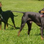 Engelsk Toy Terrier