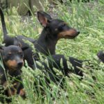Engelsk Toy Terrier