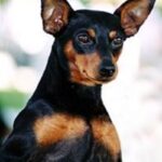 Engelsk Toy Terrier
