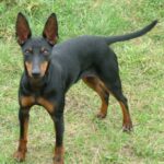 Engelsk Toy Terrier