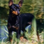 Engelsk Toy Terrier