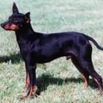 Engelsk Toy Terrier